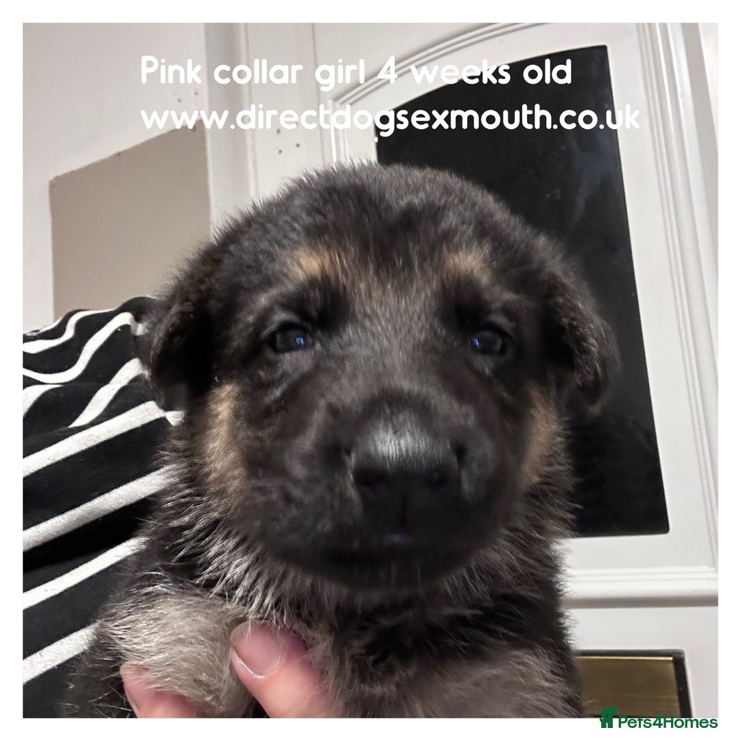 German Shepherd dogs for sale: German shepherd puppies  - Image 28