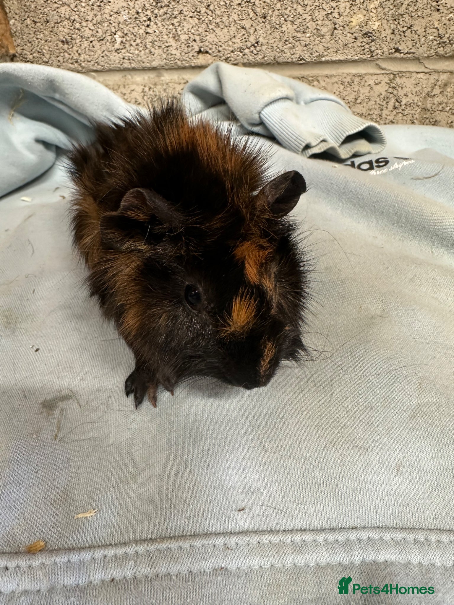 Guinea Pig rodents Male and female guinea pigs for sale  - Advert 1