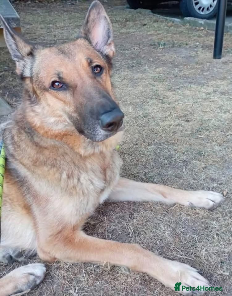 German Shepherd dogs Bailey needs a loving home  - Advert 1