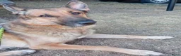 German Shepherd dogs for adoption: Bailey needs a loving home  - Advert 1