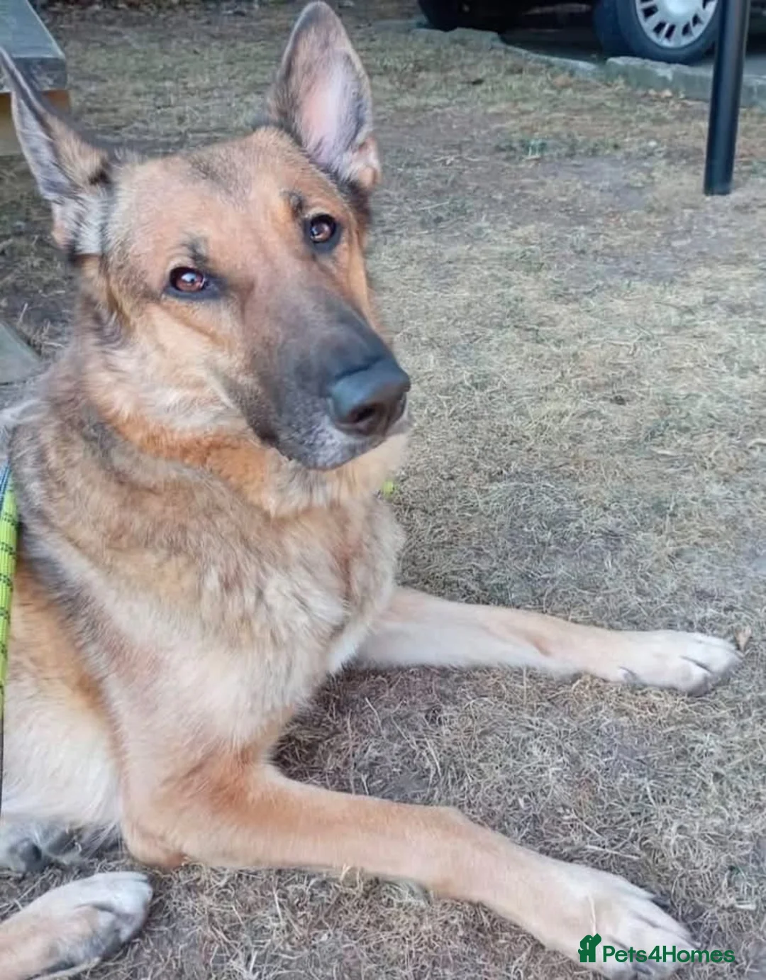 German Shepherd dogs for adoption: Bailey needs a loving home  - Advert 1
