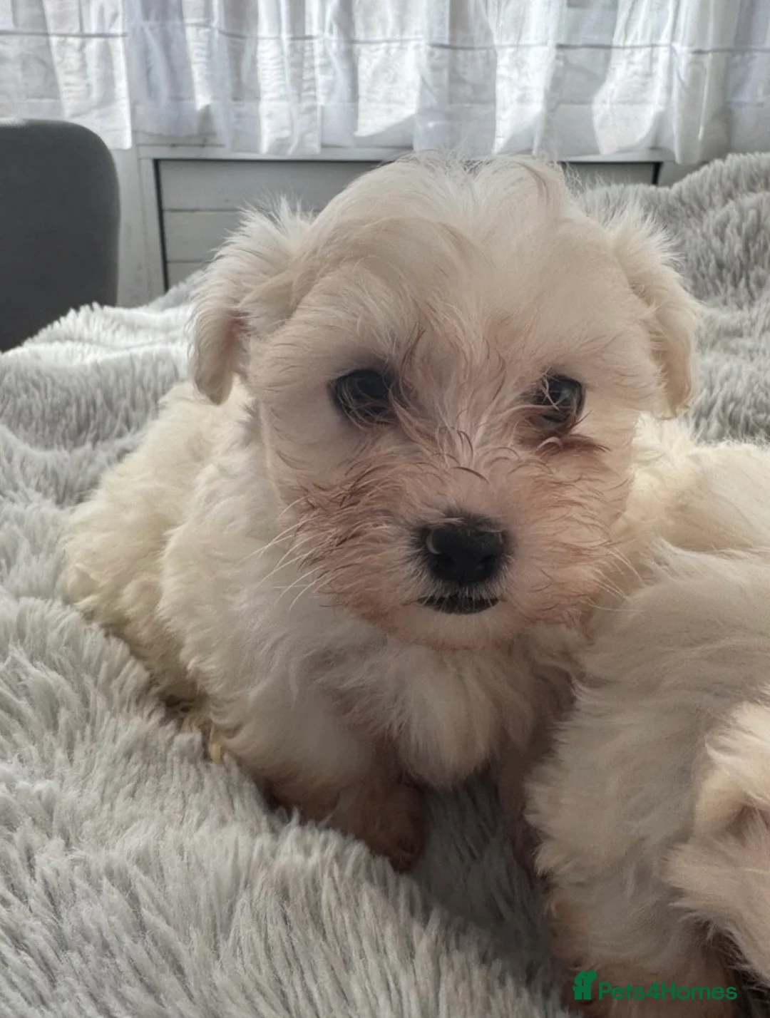 Maltese dogs for sale: Maltese  in Paignton - Advert 2