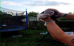 Ferret rodents for sale: Two boy ferrets  - Image 5