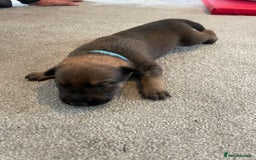 Mixed Breed dogs for sale: Belgium shepherd cross Rottweiler Labrador  - Image 15