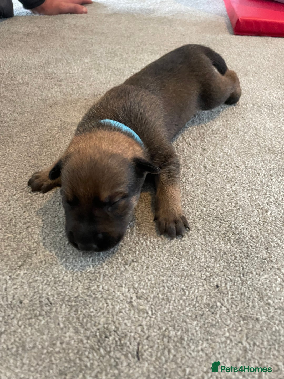 Mixed Breed dogs for sale: Belgium shepherd cross Rottweiler Labrador  - Image 15