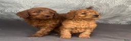 Cavapoo dogs for sale: Cavapoo puppies for sale  - Advert 2