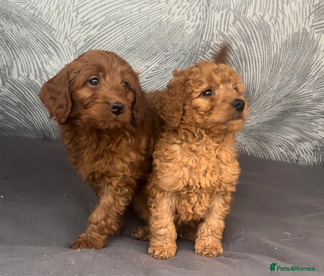 Cavapoo dogs for sale: Cavapoo puppies for sale  - Advert 2