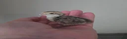 Quail poultry for sale: Snowflake Bobwhite Quail - Advert 3