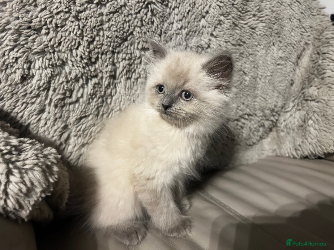 Persian cats for sale: Persian Cross Kittens ready to leave today  - Image 8