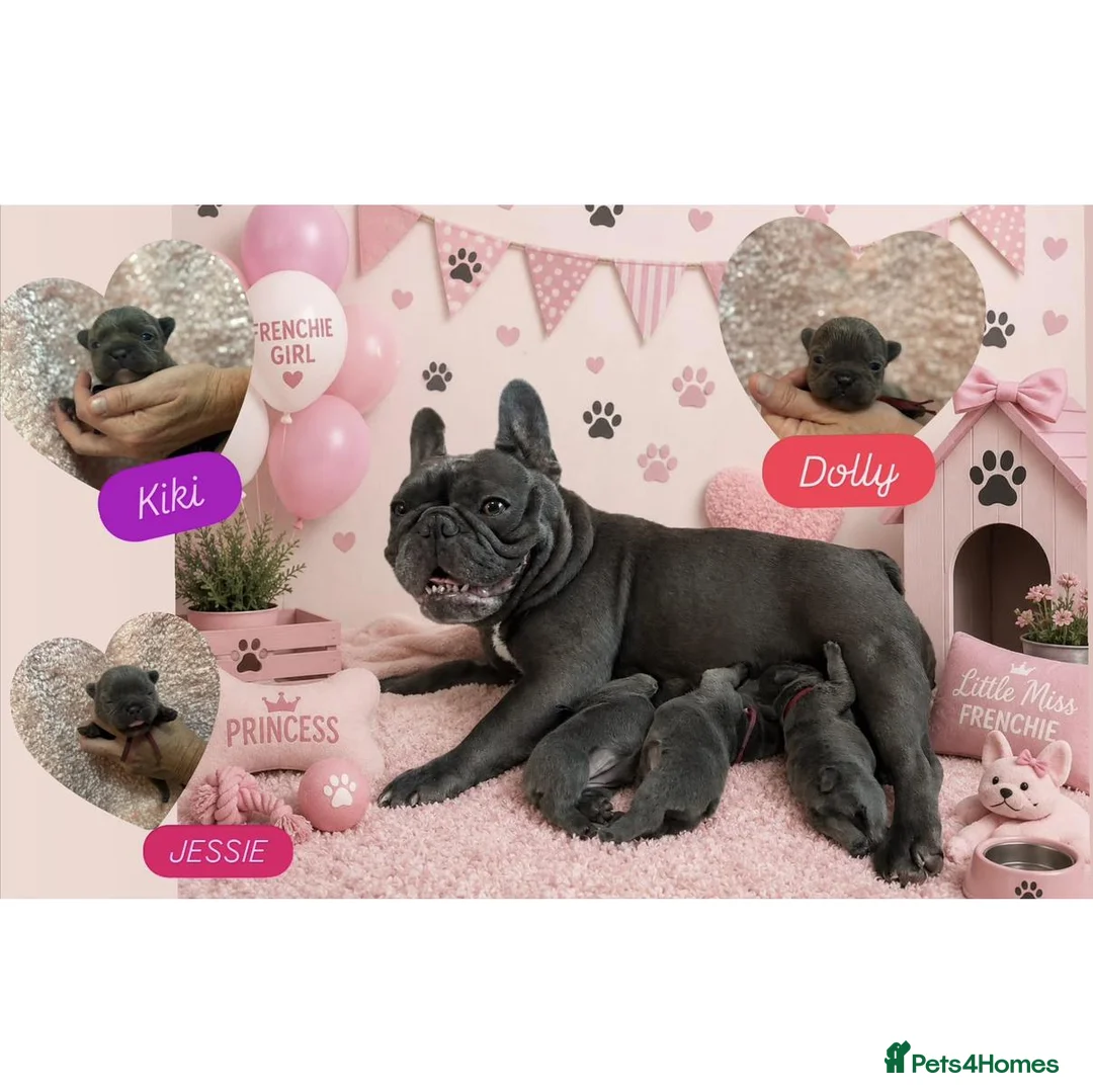 French Bulldog dogs for sale: Solid blue fluffy frenchie pups in London - Advert 12