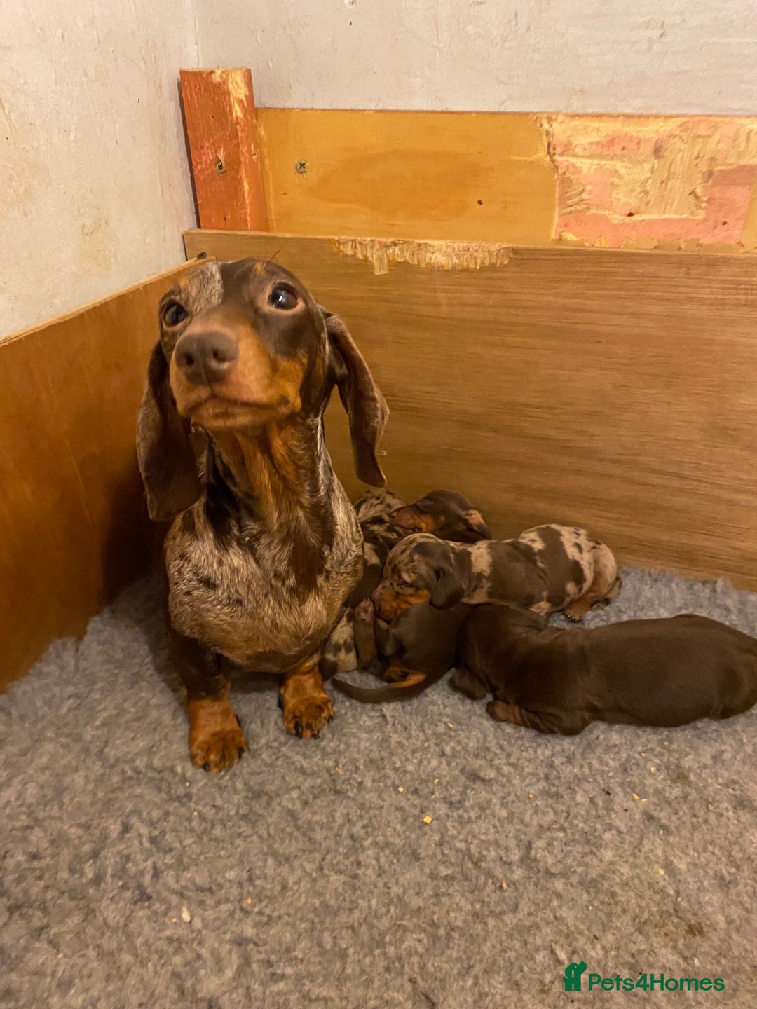 Miniature Dachshund dogs for sale: KC Miniature Dachshund Puppies  - Advert 14