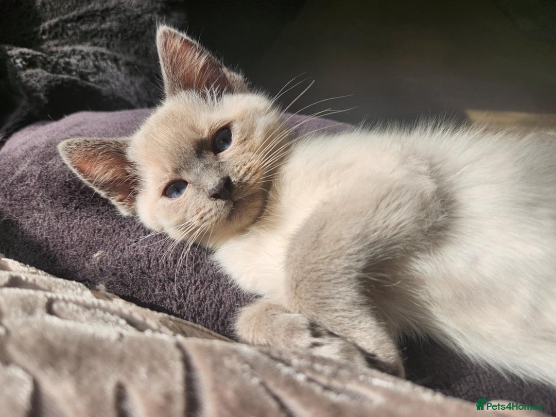 Ragdoll cats for sale: Male Gorgeous blue eyed Ragdoll  - Image 2