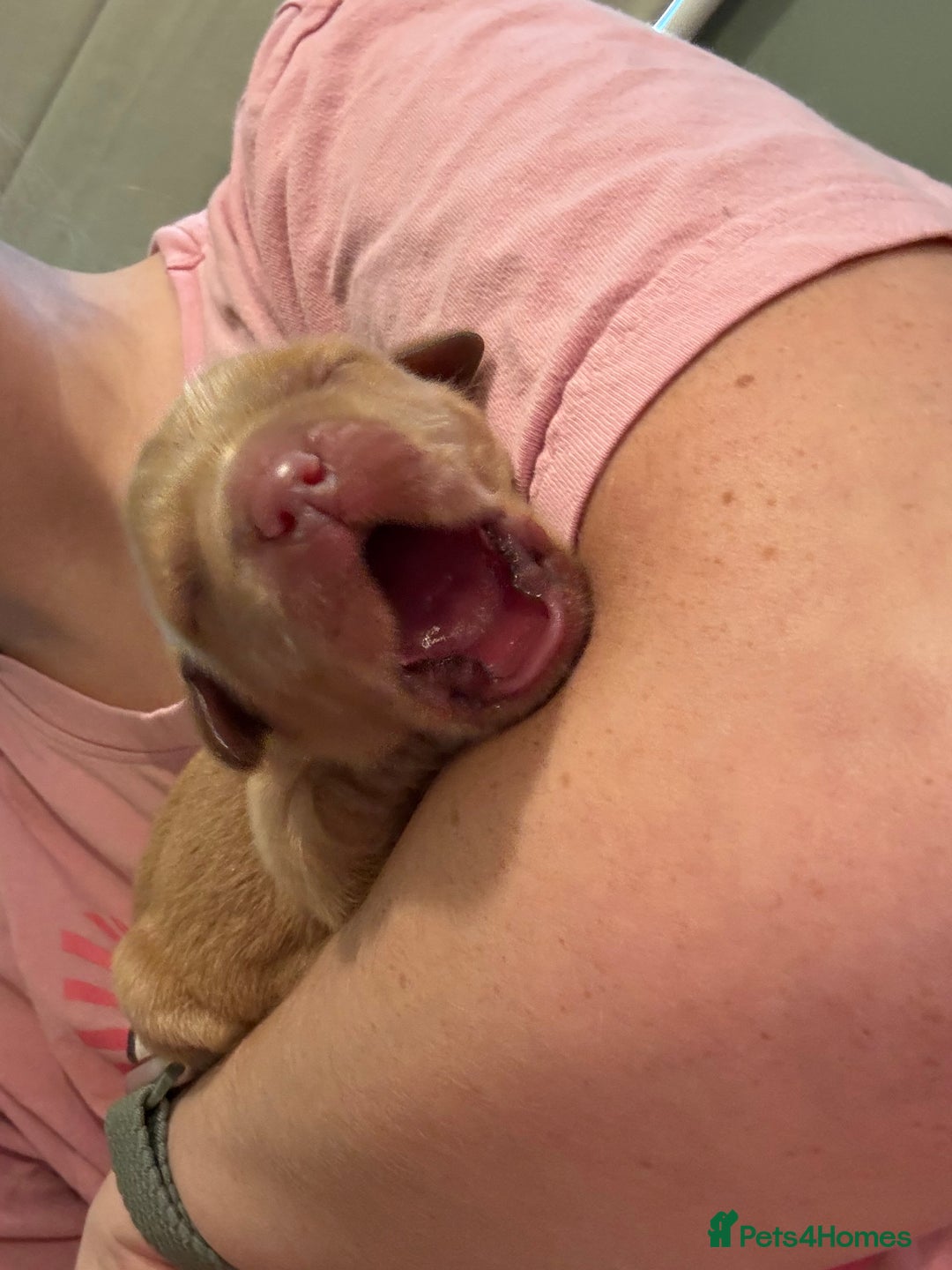 Golden Retriever dogs for sale: Beautiful Golden Retriever puppies  - Image 5