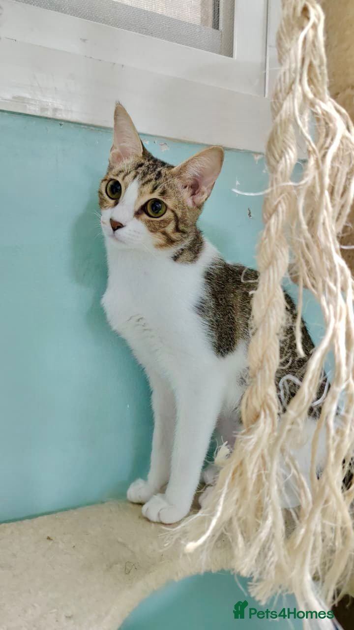 Mixed Breed cats [Indoors Only] Yuki & Suki - Adorable Siblings - Advert 2