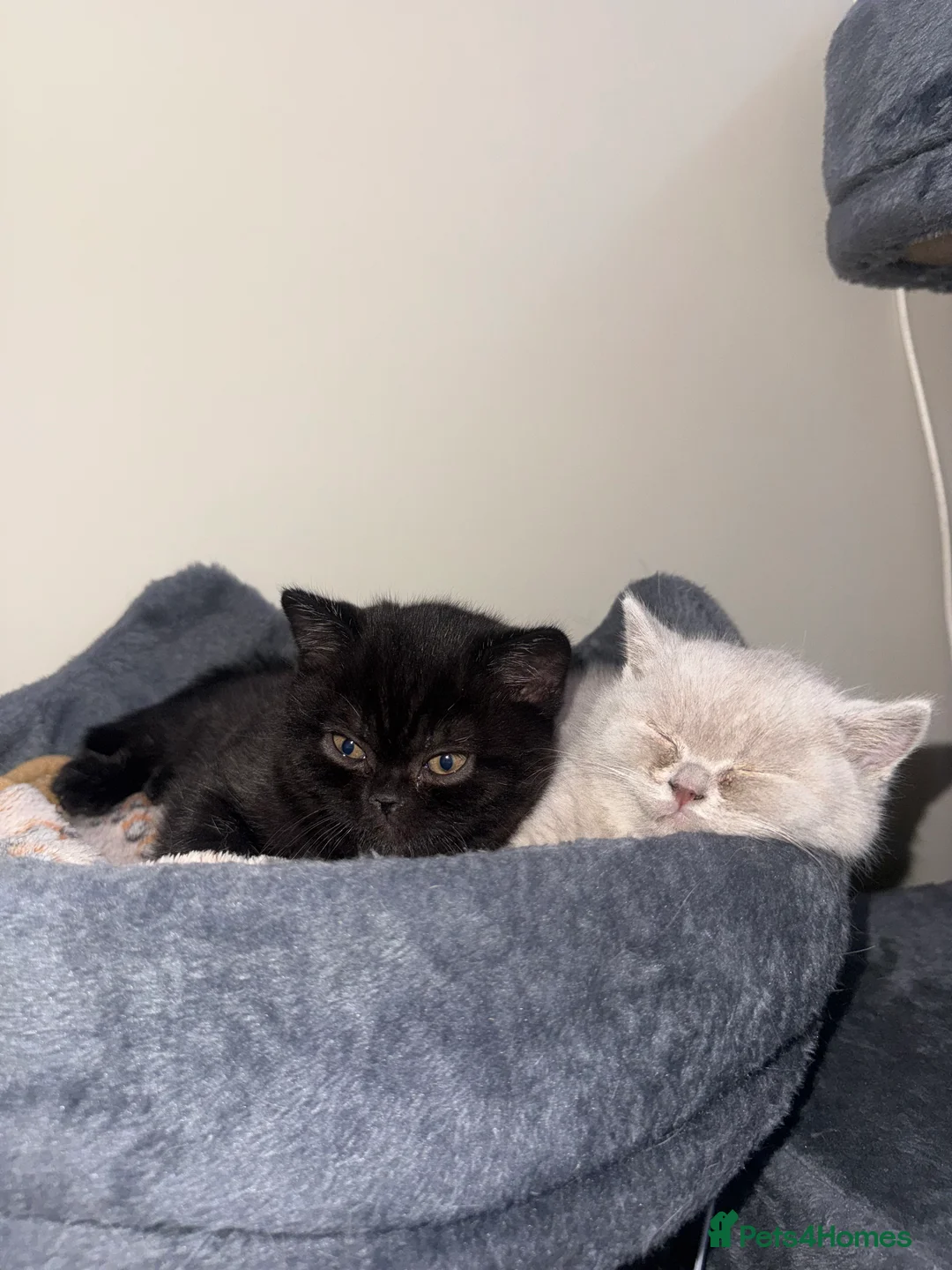 British Shorthair cats for sale: Champion Line British Shorthair Kittens - Advert 7