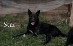 Mixed Breed dogs for adoption: 🌟 Meet Star 🌟 - Advert 1