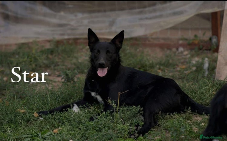 Mixed Breed dogs 🌟 Meet Star 🌟 - Advert 1