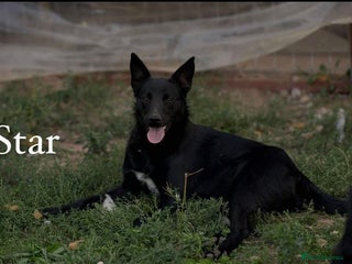 Mixed Breed dogs 🌟 Meet Star 🌟 - Advert 2
