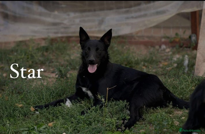 Mixed Breed dogs 🌟 Meet Star 🌟 - Advert 5