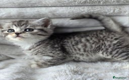 British Shorthair cats for sale: Gorgeous British Short-hair cross Kittens  - Image 1