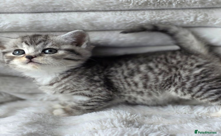 British Shorthair cats - Advert 2