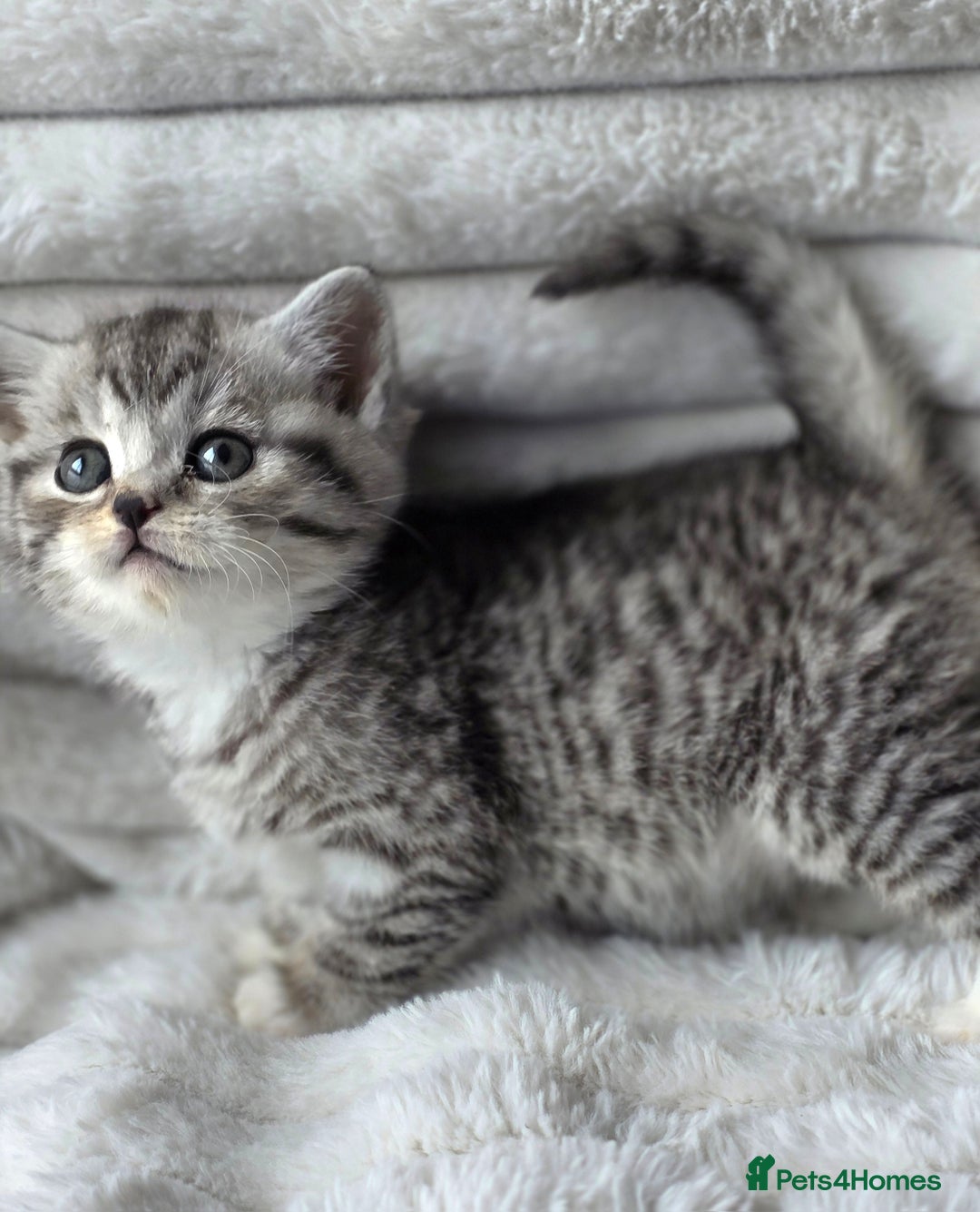 British Shorthair cats for sale: Gorgeous British Short-hair cross Kittens  - Image 1
