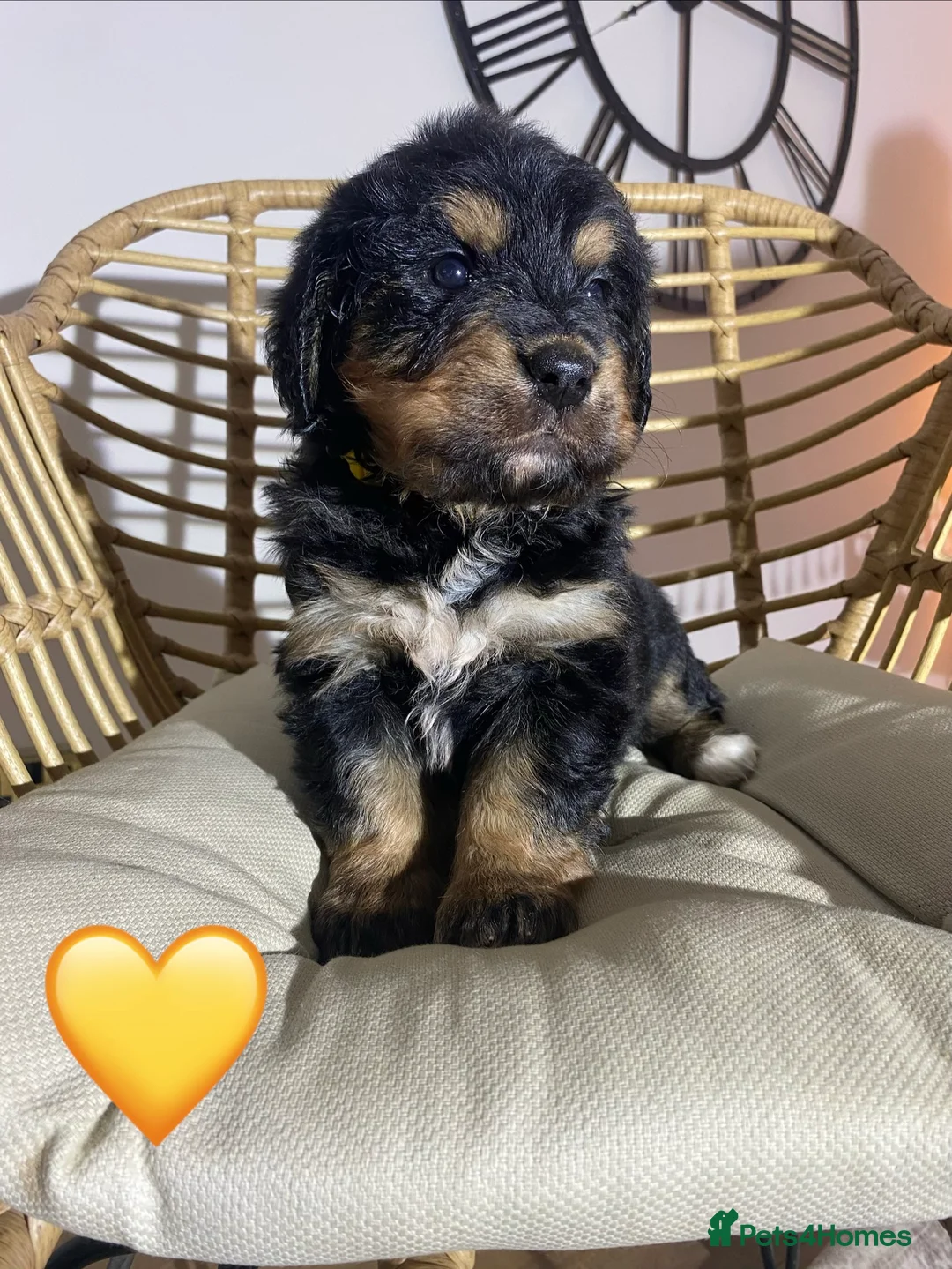 Mixed Breed dogs for sale: Golden Bernese Puppies 🖤🤍🤎 - Advert 11