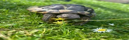 Hermann Tortoise reptiles for sale: 2 Herman tortoises 5896420108 - Advert 2