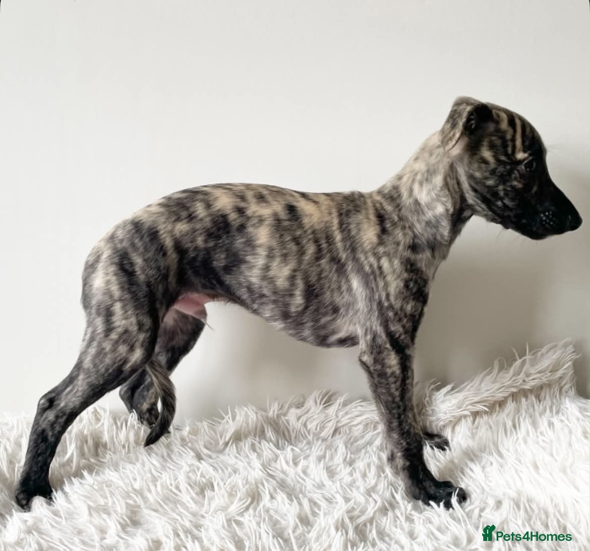 Whippet dogs Beautiful Whippet Puppies  - Advert 1