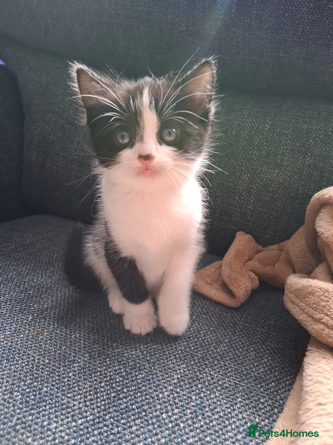 Mixed Breed cats for sale: Kittens 🐈‍⬛  in Wrexham - Advert 1