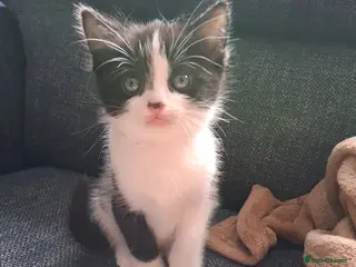 Mixed Breed cats Kittens 🐈⬛ - Advert 10