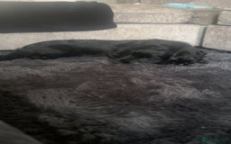 Cocker Spaniel dogs for sale: English show cocker spaniel male - Image 8