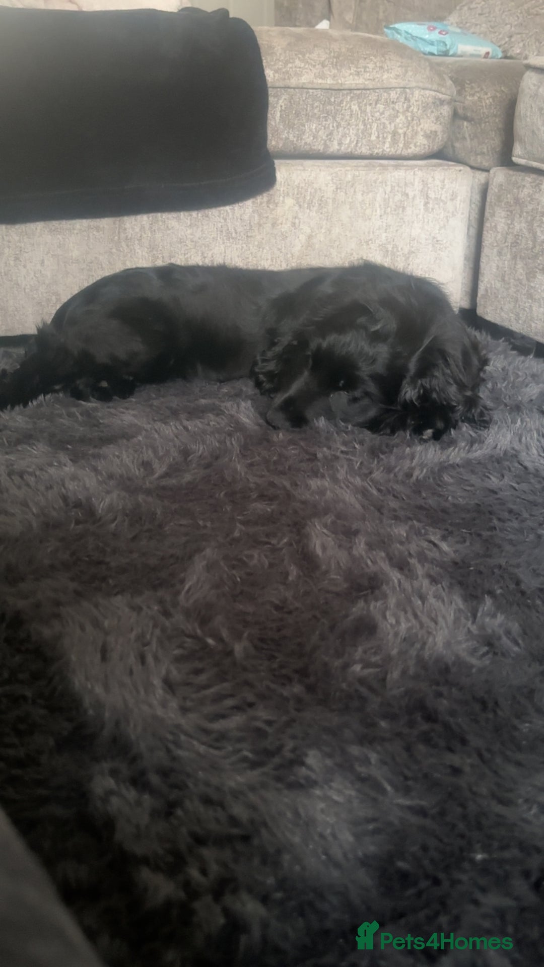 Cocker Spaniel dogs for sale: English show cocker spaniel male - Image 8