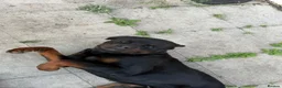 Rottweiler dogs for sale: German Boxed Head Rottweiler Male 1year + - Advert 10