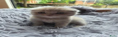 Scottish fold boy Kitten 1