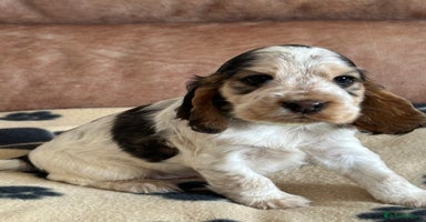 Cocker Spaniel dogs - Advert 2