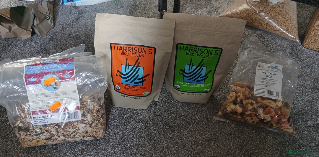 Parrots birds for sale: crimson-bellied parakeet (Pyrrhura perlata) - Advert 4