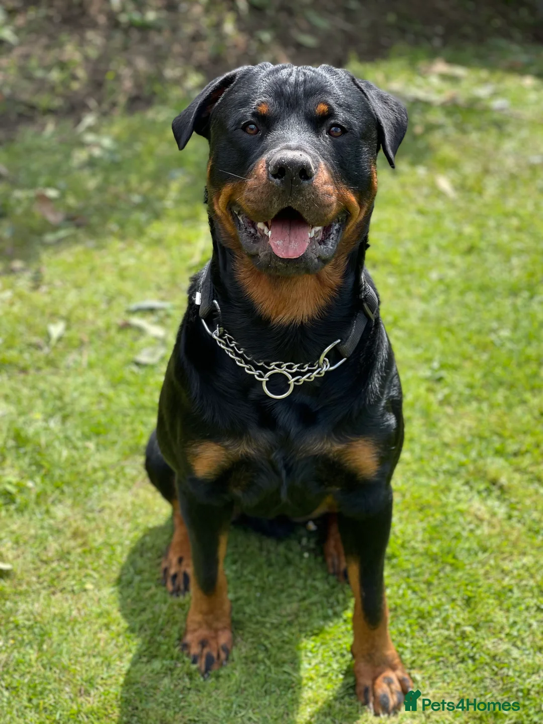 Rottweiler dogs for stud: Cruz available for Stud - Advert 5