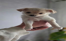 Pomchi dogs for sale: Amazing little Pomchi Pups - Image 4