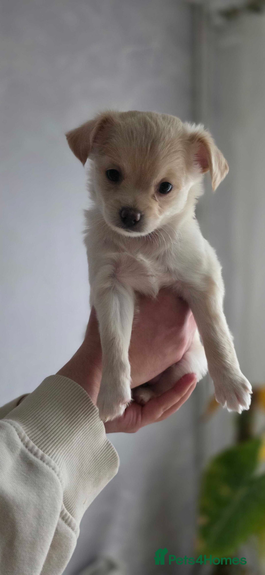Pomchi dogs for sale: Amazing little Pomchi Pups - Image 4