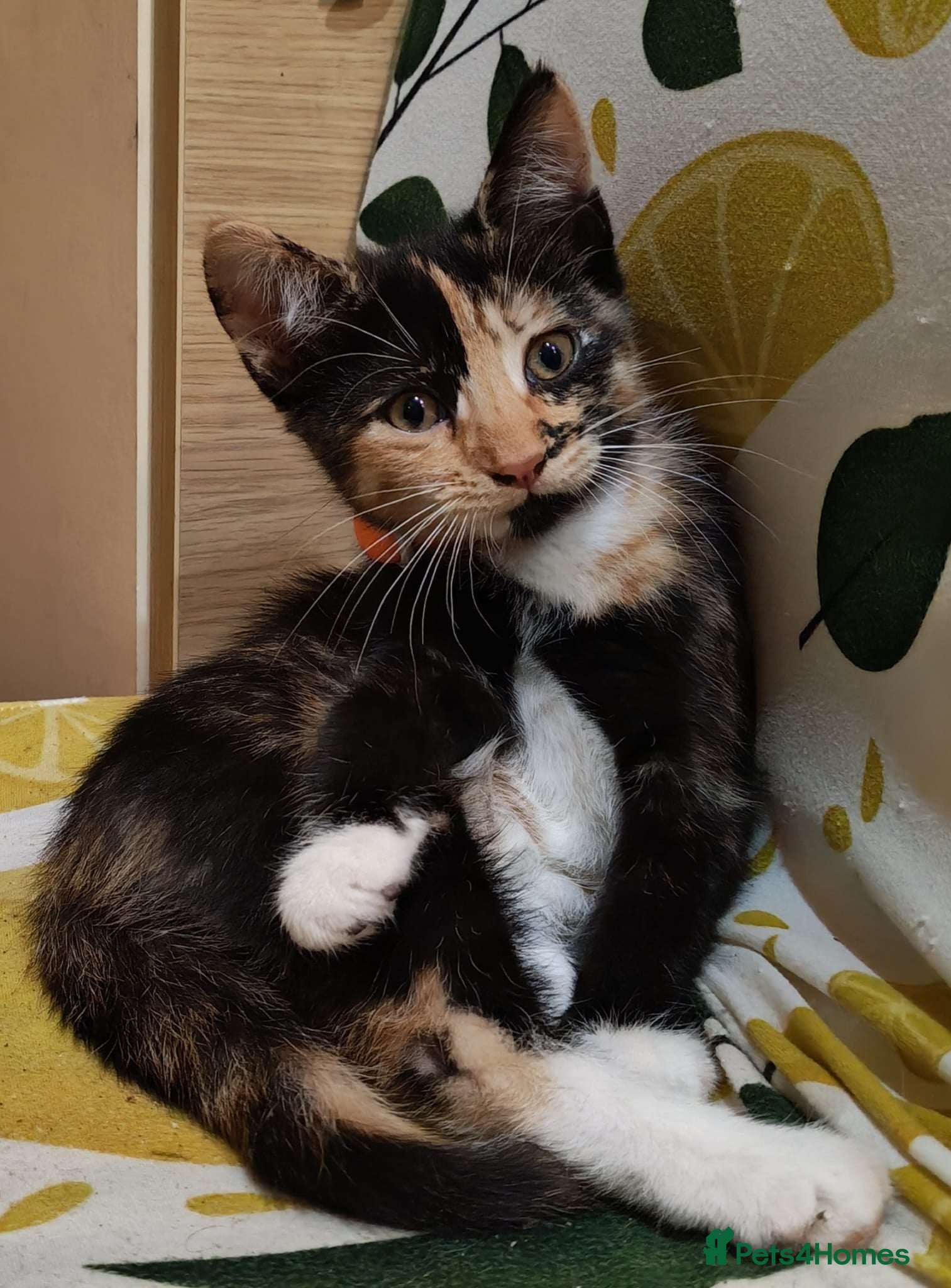 British Shorthair cats Gorgeous Ginger and Calico kittens  - Advert 17
