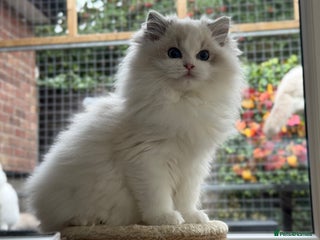 Ragdoll cats - Advert 9