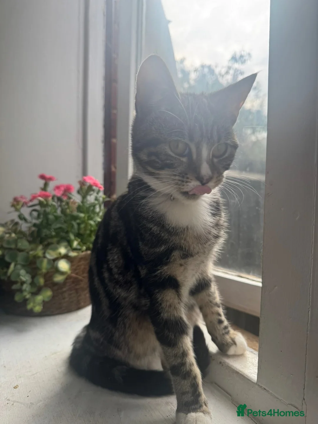 Mixed Breed cats for sale: A beautiful kitten looking for a new home  - Advert 4