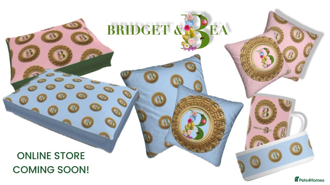 Pekingese dogs for sale: ⭐️PUPPIES ARRIVED⭐️ - Advert 11