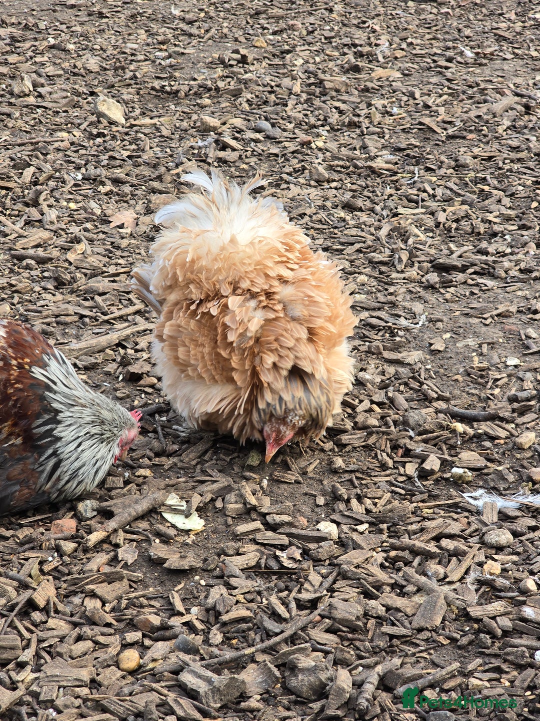 Chickens poultry for sale: Pekin Bantam Pullets  - Advert 12