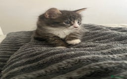 Mixed Breed cats for sale: 3 Healthy, Playful Kittens  - Image 34