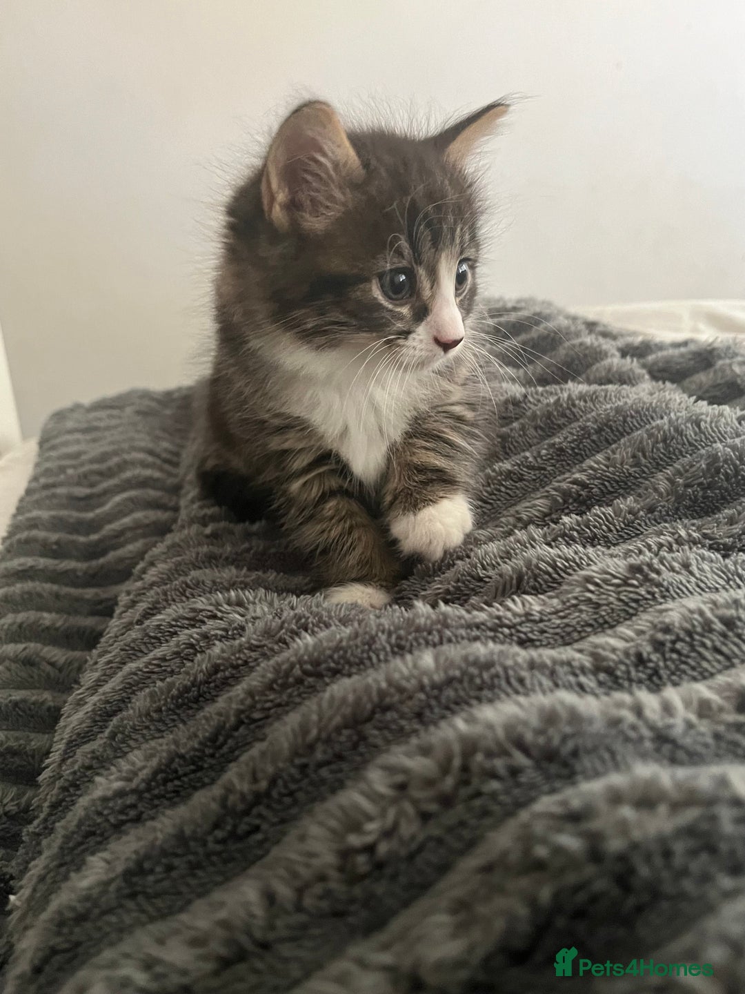 Mixed Breed cats for sale: 3 Healthy, Playful Kittens  - Image 34