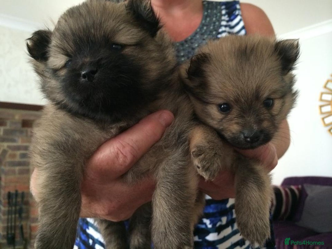 Pomeranian dogs for sale: XS Kc reg quality Pomeranian puppies  - Image 19