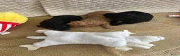 Cockapoo dogs for sale: Beautiful cockapoo pups  - Advert 9