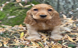Cocker Spaniel dogs for sale: TRUE SHOW TYPE HEALTH TESTED SHOW TYPE  - Image 5
